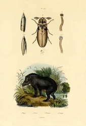 Flachlandtapir